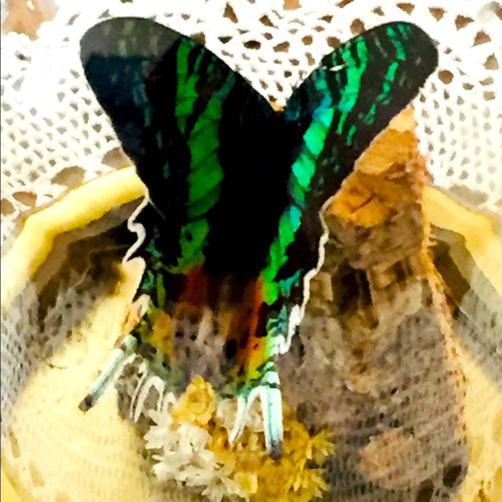 Butterfly Sunset Moth Chrysiridia Rhipheus Lepidoptera family Madagascar